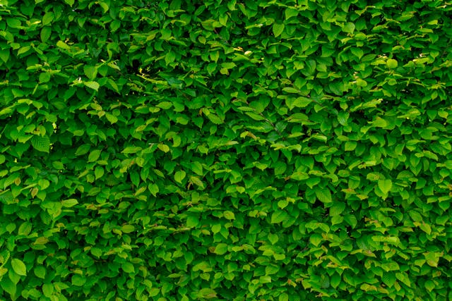 Colorful vertical garden on urban balcony